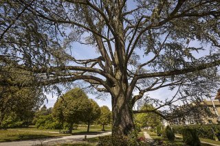 L'abattage des arbres qui ne sont pas dits remarquables sera simplifié dans le canton de Vaud (photo d'illustration). KEYSTONE/MICHAEL BUHOLZER